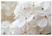 Canvas Snowy Hydrangea (1-piece) Wide - four-leaved white flowers 129813