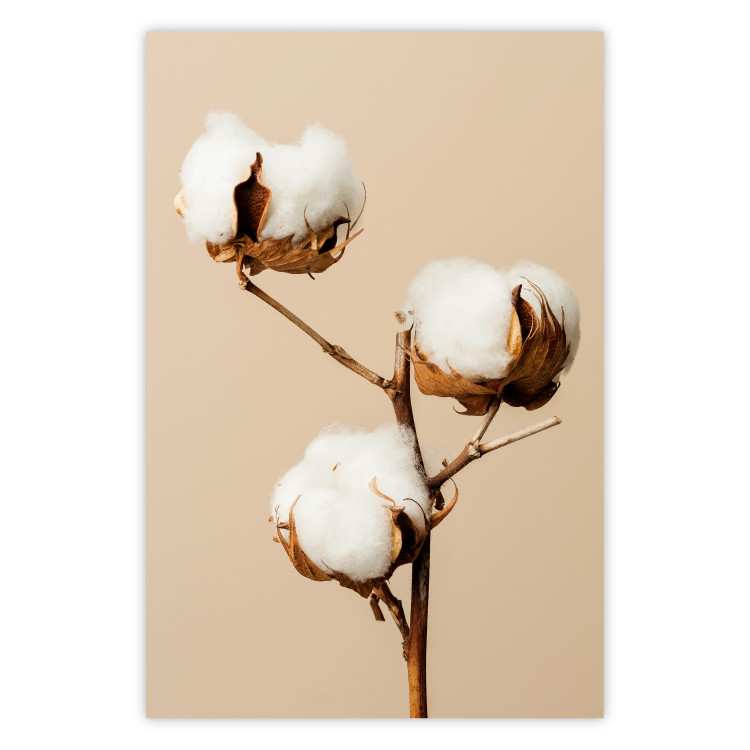 Wall Poster Soft Saturation - plant with cotton flower on a light uniform background 130513