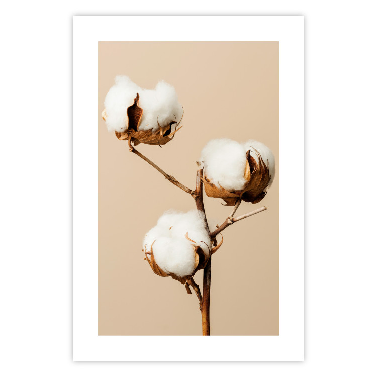 Wall Poster Soft Saturation - plant with cotton flower on a light uniform background 130513 additionalImage 21