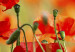 Canvas Print Poppies in vivid colors 58613 additionalThumb 5