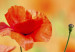 Canvas Print Poppies in vivid colors 58613 additionalThumb 4