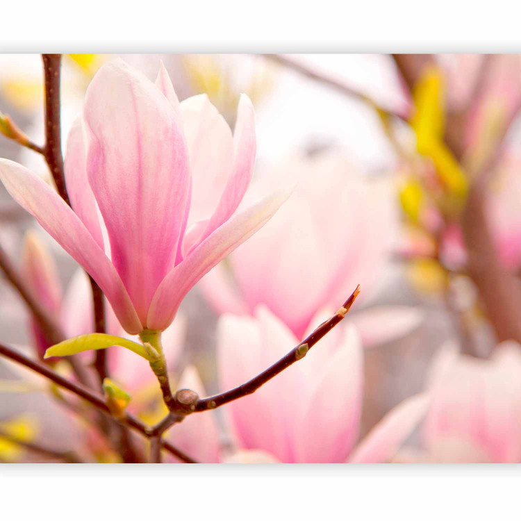 Wall Mural Blooming Magnolia - Plant Motif with a Close-up of a Magnolia Flower 60413 additionalImage 5