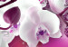 Canvas Arrival of Pink Orchid 64013 additionalThumb 4