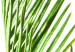 Poster Plant Detail - botanical composition with green leaves on a light background 119023 additionalThumb 9
