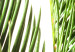 Poster Plant Detail - botanical composition with green leaves on a light background 119023 additionalThumb 10