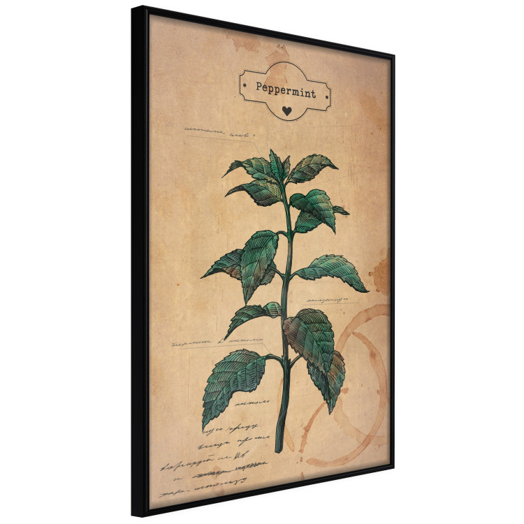 Wall Poster Mint Fantasy - composition with green plant and sheet of paper in background 129423 additionalImage 11