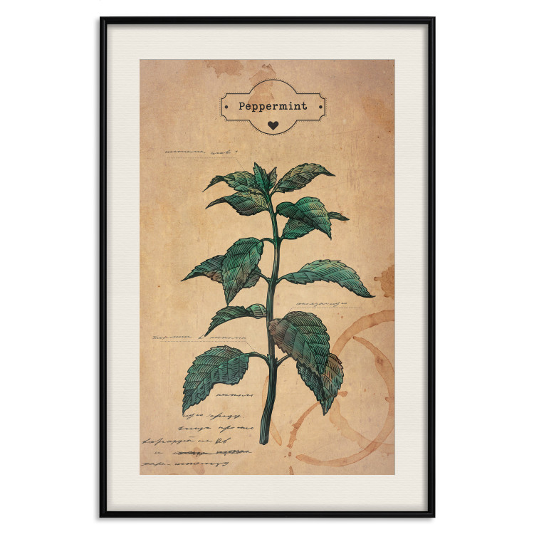 Wall Poster Mint Fantasy - composition with green plant and sheet of paper in background 129423 additionalImage 24