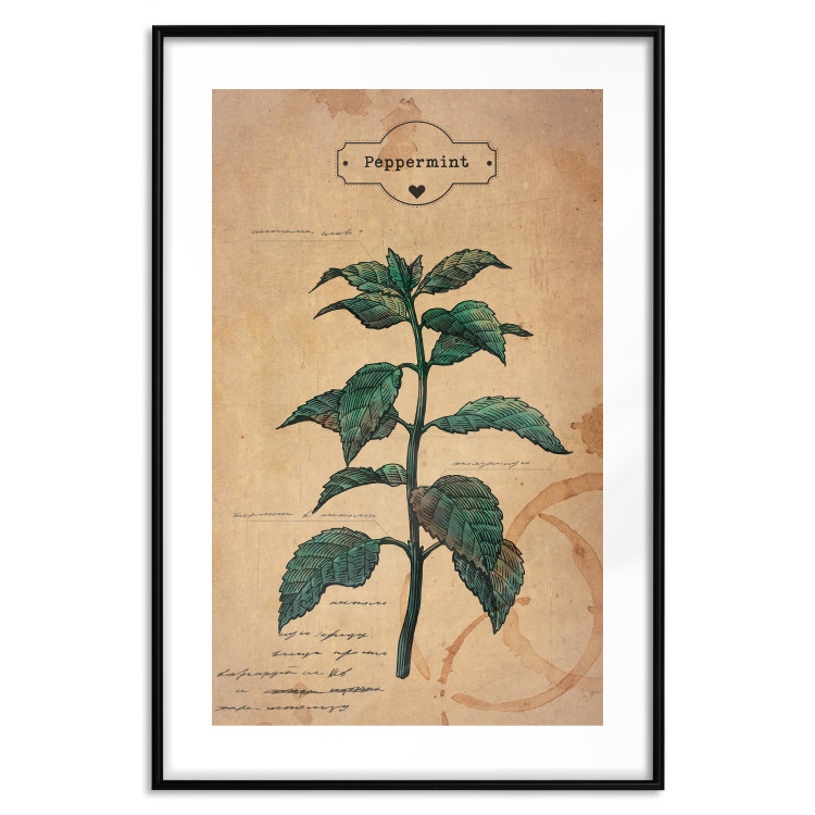 Wall Poster Mint Fantasy - composition with green plant and sheet of paper in background 129423 additionalImage 27