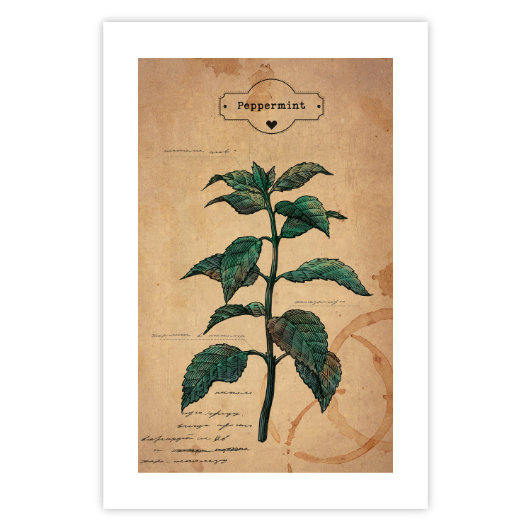 Wall Poster Mint Fantasy - composition with green plant and sheet of paper in background 129423 additionalImage 15