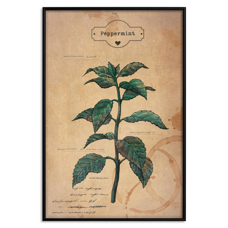Wall Poster Mint Fantasy - composition with green plant and sheet of paper in background 129423 additionalImage 17