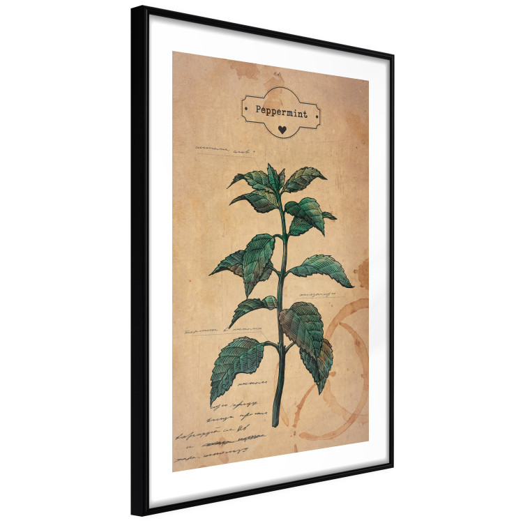 Wall Poster Mint Fantasy - composition with green plant and sheet of paper in background 129423 additionalImage 6