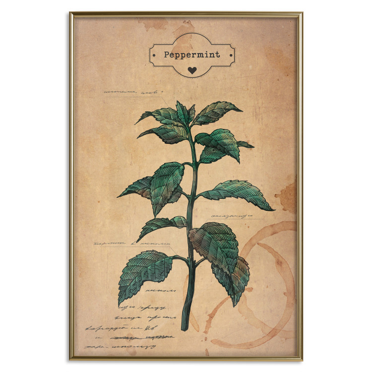 Wall Poster Mint Fantasy - composition with green plant and sheet of paper in background 129423 additionalImage 16
