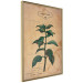Wall Poster Mint Fantasy - composition with green plant and sheet of paper in background 129423 additionalThumb 14