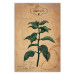 Wall Poster Mint Fantasy - composition with green plant and sheet of paper in background 129423