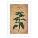 Wall Poster Mint Fantasy - composition with green plant and sheet of paper in background 129423 additionalThumb 18
