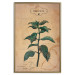 Wall Poster Mint Fantasy - composition with green plant and sheet of paper in background 129423 additionalThumb 16