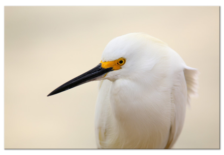 Canvas Print Snowy Egret (1-piece) Wide - white bird with a yellow element 129823