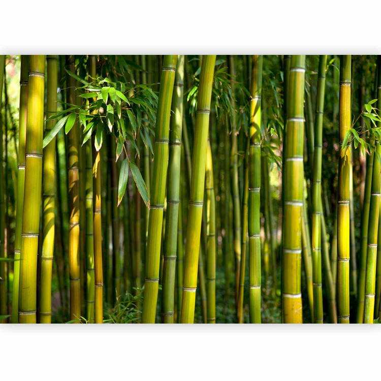Wall Mural Orient - bright motif with close-up on bamboos and exotic leaves 88723 additionalImage 1