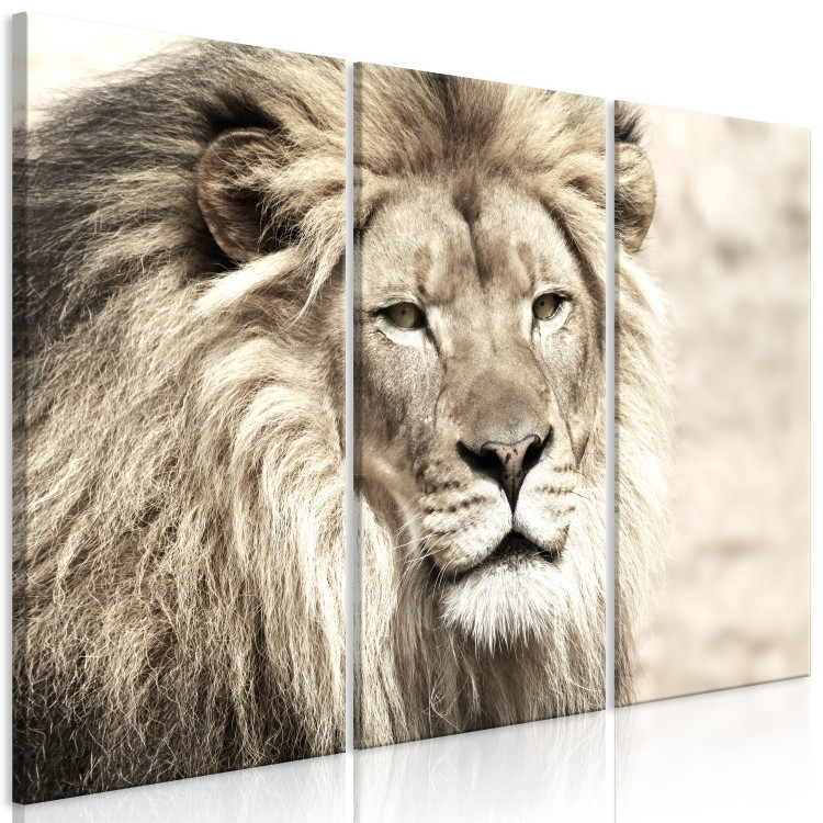 Canvas Art Print Lion King (3-part) Beige - Lion as Ruler of African Lands 108233 additionalImage 2