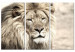 Canvas Art Print Lion King (3-part) Beige - Lion as Ruler of African Lands 108233