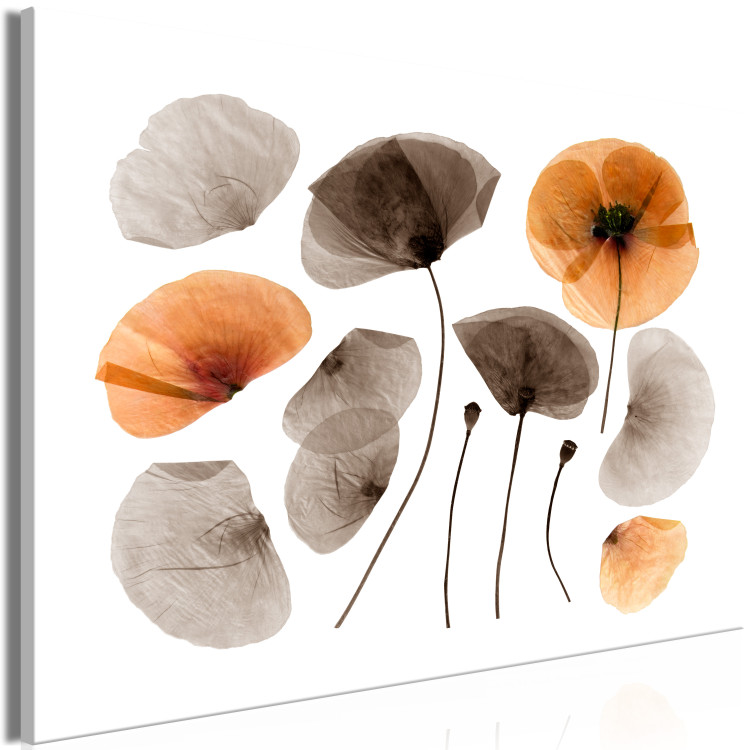 Canvas Print Herbarium poppies - commemorating the beauty of nature and vegetation 118233 additionalImage 2