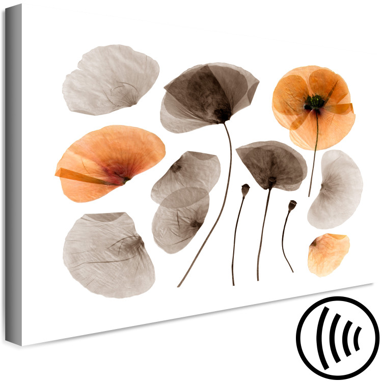 Canvas Print Herbarium poppies - commemorating the beauty of nature and vegetation 118233 additionalImage 6