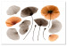 Canvas Print Herbarium poppies - commemorating the beauty of nature and vegetation 118233
