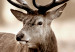 Large canvas print Deer in Sepia [Large Format] 125533 additionalThumb 5