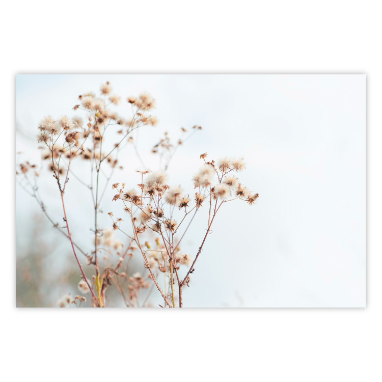 Poster Cloudy Morning - plant landscape against a blurred background of bright sky 129833