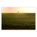 Wall Poster Autumn Morning - landscape scenery of a field against the setting sun 141233