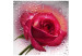 Wall Mural Rose - Portrait of a Single Pink Flower on Glass with Water Droplets 60333 additionalThumb 1