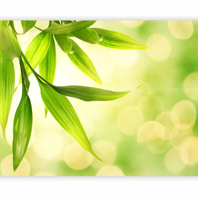 Photo Wallpaper Green Bamboo Leaves - Natural Close-up of Plants on a Bright Background 60433 additionalImage 5