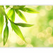 Photo Wallpaper Green Bamboo Leaves - Natural Close-up of Plants on a Bright Background 60433 additionalThumb 5