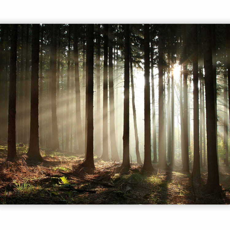 Photo Wallpaper Coniferous forest 60533 additionalImage 1