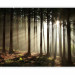 Photo Wallpaper Coniferous forest 60533 additionalThumb 1