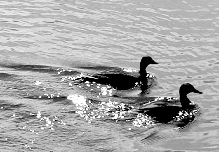Canvas Art Print Duck's friendship - black and white photo of two birds in the water 115043 additionalImage 5