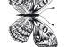 Poster Four Butterflies - simple black and white composition with scaled-winged insects 116943 additionalThumb 11