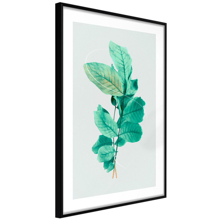 Poster Mint Grace - plant composition with mint leaves on a light background 126543 additionalImage 6