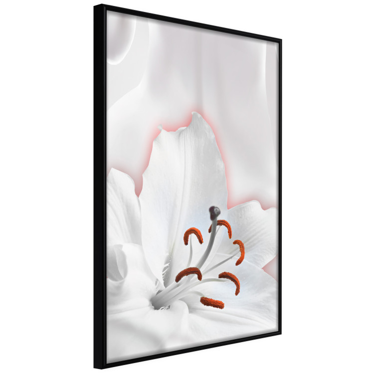 Wall Poster I Am Woman - white lily flower with delicate red contrast 127243 additionalImage 11