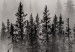 Wall Poster Nesting Site - landscape of a forest with spruce trees covered in thick fog 130243 additionalThumb 9