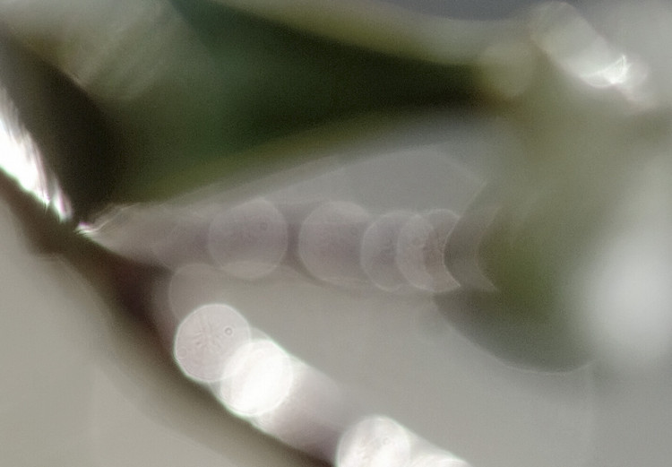 Canvas Mistletoe sprig - winter, botanical photography on a grey background 130743 additionalImage 4
