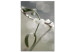 Canvas Mistletoe sprig - winter, botanical photography on a grey background 130743