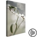 Canvas Mistletoe sprig - winter, botanical photography on a grey background 130743 additionalThumb 6