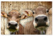 Canvas Art Print Portrait of Two Cows (1-piece) - animals against a concrete wall 145143