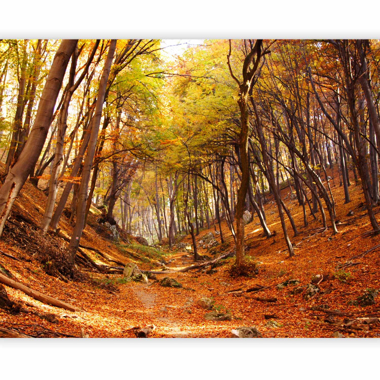 Wall Mural Autumn-Coloured Forest - Landscape of Nature in Autumn with Fallen Leaves 59843 additionalImage 1