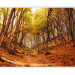 Wall Mural Autumn-Coloured Forest - Landscape of Nature in Autumn with Fallen Leaves 59843 additionalThumb 1