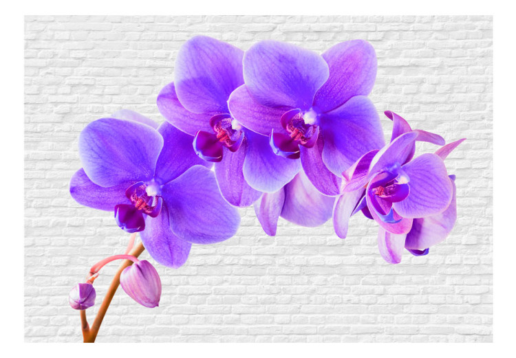 Photo Wallpaper Purple Excitement - Orchid Flower Motif on a White Brick Background 60243 additionalImage 1