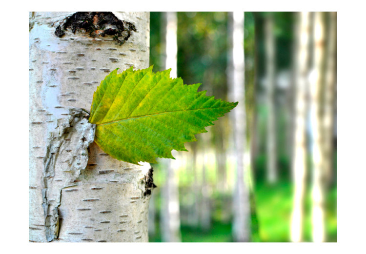 Photo Wallpaper Birch Leaf - Bright Forest Landscape with a Birch Tree and Sunbeams 60443 additionalImage 1