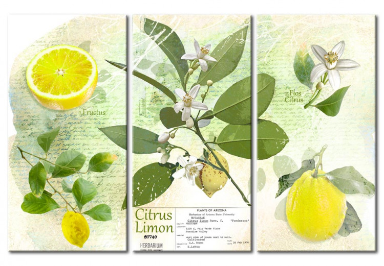 Canvas Fruit: lemon 89943