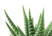 Poster Succulents in Pot - composition with green leaves on a solid background 116653 additionalThumb 9
